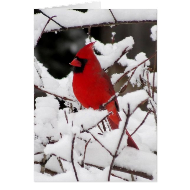 Kardinal auf frischem Schnee (Vorne)