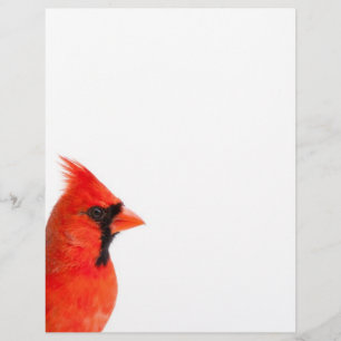 Kardinal Bird
