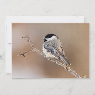Kardinal Bird im Winter Feiertagskarte