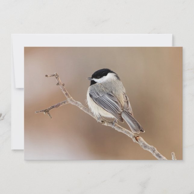 Kardinal Bird im Winter Feiertagskarte (Vorderseite)