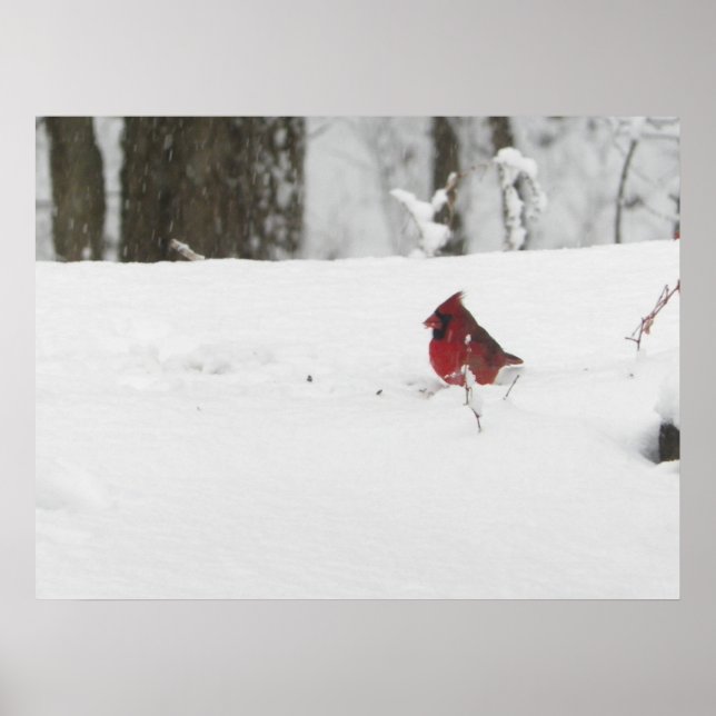 Kardinal Bird im Winter Snow Foto Poster (Vorne)