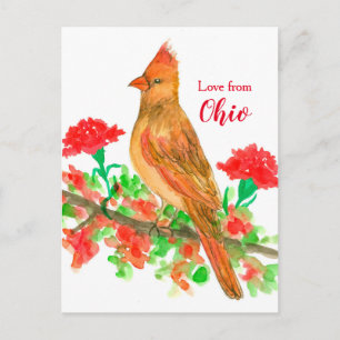 Kardinal Bird Liebe von Ohio Postkarte