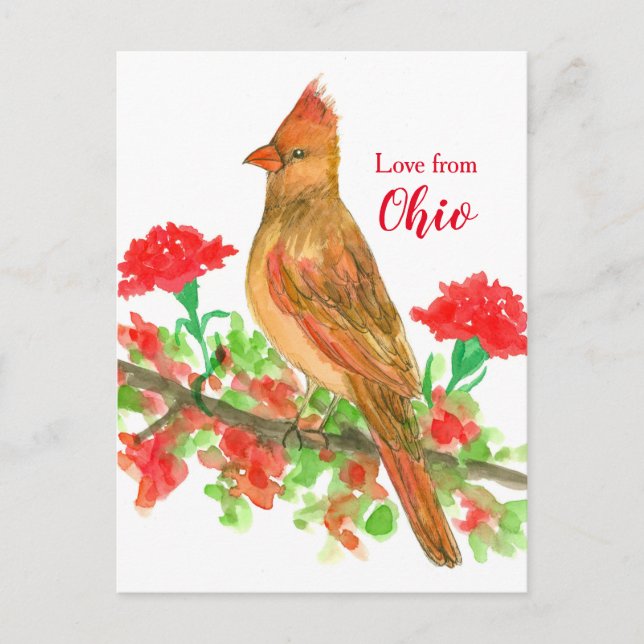 Kardinal Bird Liebe von Ohio Postkarte (Vorderseite)