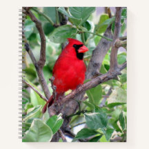 Kardinal (Bird) Notebook, 8.5 x 11 +