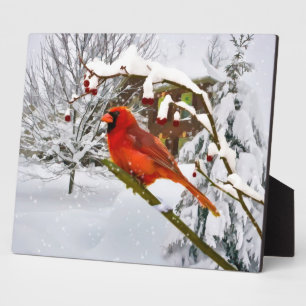 Kardinal Bird, Schnee, Winter Fotoplatte