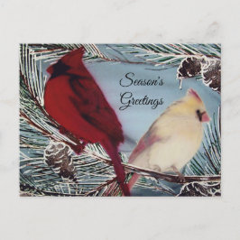 Kardinal Birds Season's Greetings Postkarte