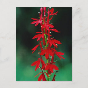 Kardinal Blume Blume Postkarte