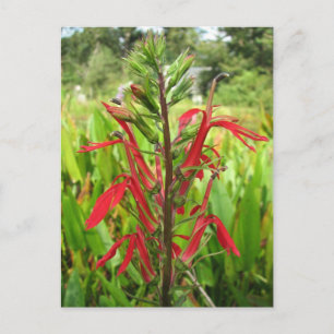 Kardinal Blume, Lobelia cardinalis Postkarte