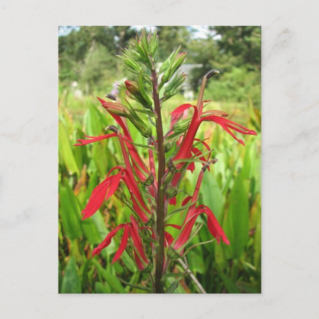 Kardinal Blume, Lobelia cardinalis Postkarte (Vorderseite)