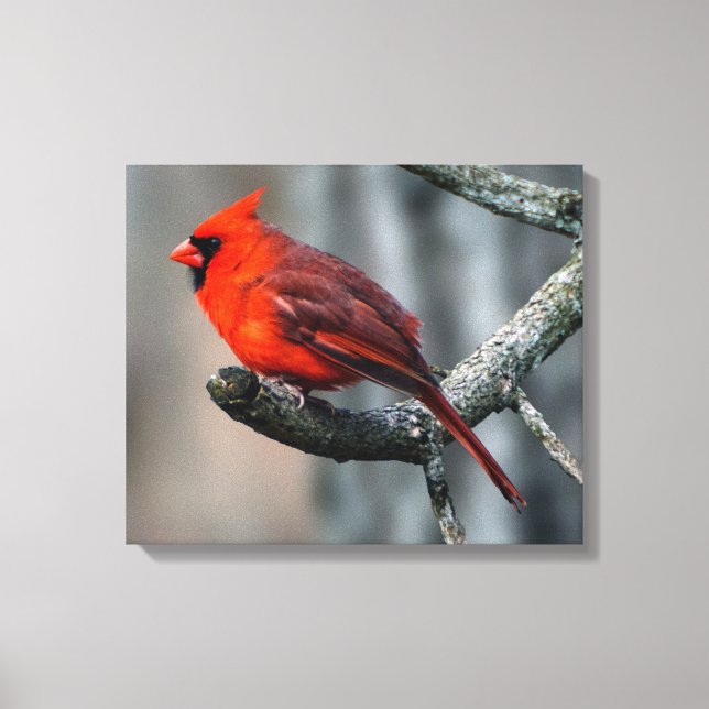 Kardinal Canvas Print Leinwanddruck (Vorderseite)