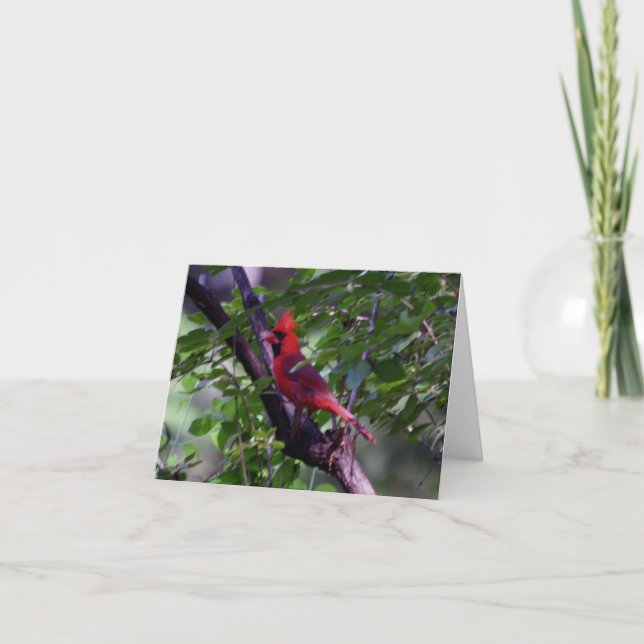 Kardinal Dankeskarte (Vorderseite)