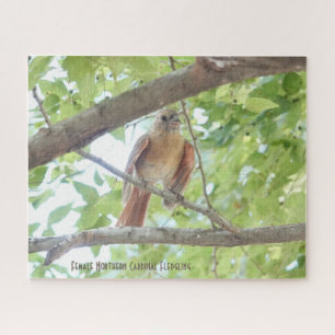 Kardinal Fledgling, Vogelliebhaber Puzzle
