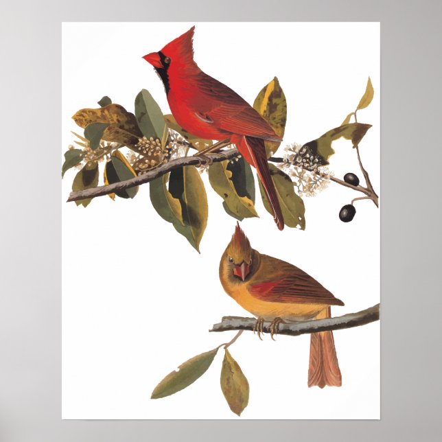Kardinal Grosbeak Birds in Wild-Mandelbaum Poster (Vorne)