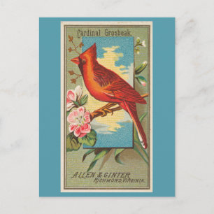 Kardinal Grosbeak Postkarte