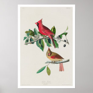 Kardinal Grosbeak von Audubon Poster