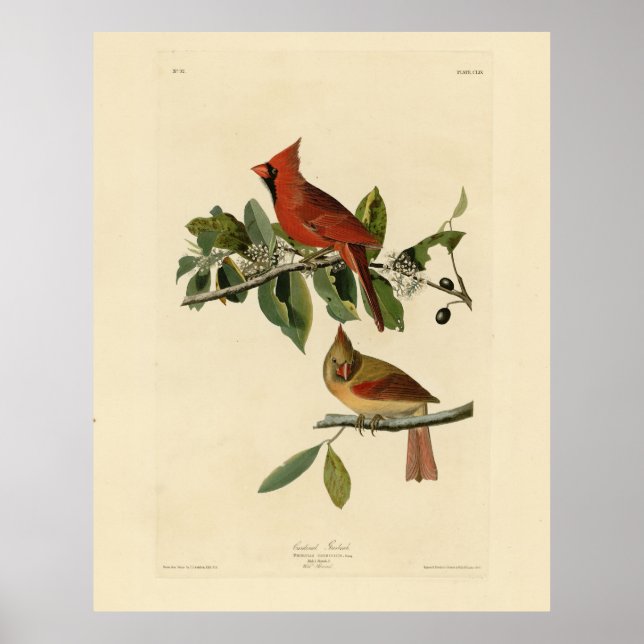 Kardinal Grosbeak von Audubons Vögeln von Amerika Poster (Vorne)
