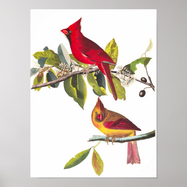 Kardinal Grosbeak von John James Audubon Poster (Vorne)
