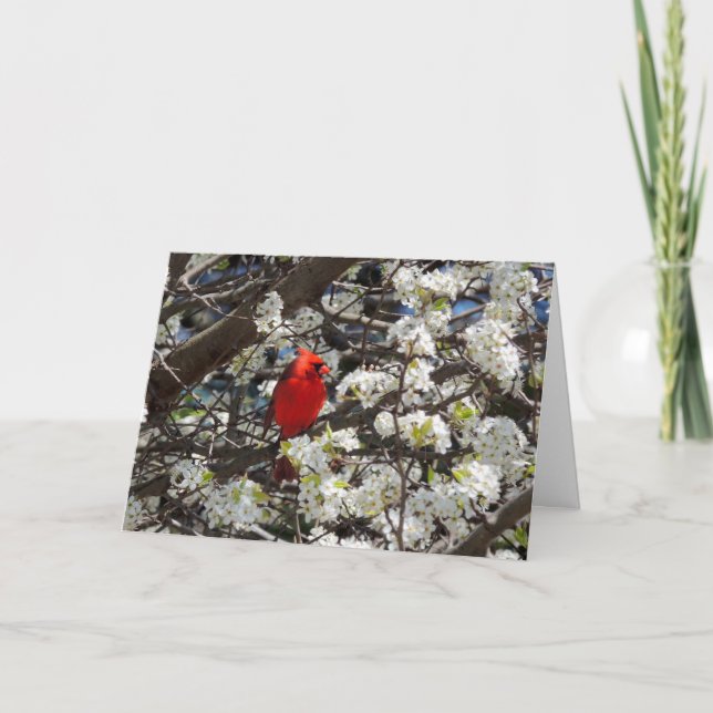 Kardinal-Grußkarte Karte (Vorderseite)