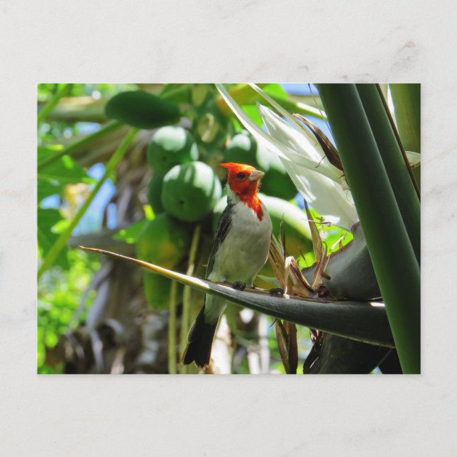 Kardinal Hawaii Bird of Paradise Coconuts Postkarte (Vorderseite)