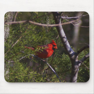Kardinal im Baum Mousepad