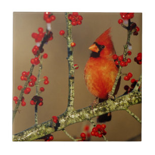 Kardinal im Norden, IL Fliese