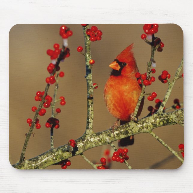 Kardinal im Norden, IL Mousepad (Vorne)
