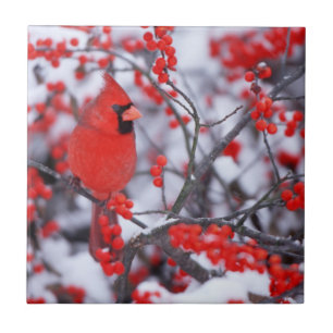 Kardinal im Norden, Winter, IL Fliese