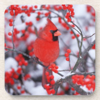 Kardinal im Norden, Winter, IL
