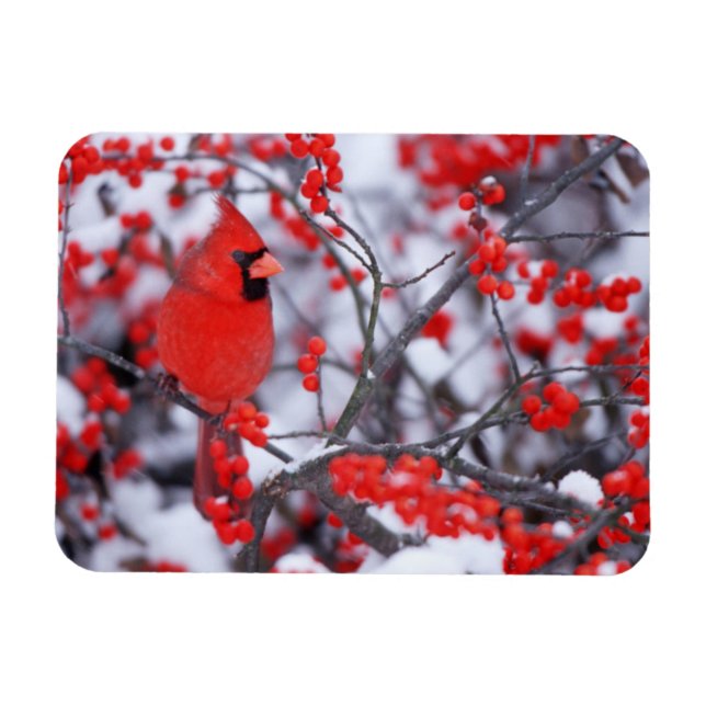 Kardinal im Norden, Winter, IL Magnet (Horizontal)