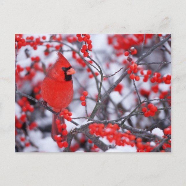 Kardinal im Norden, Winter, IL Postkarte (Vorderseite)
