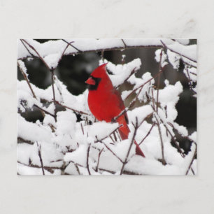 Kardinal im Schnee - Vogel Postkarte