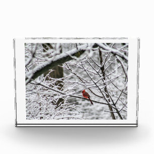 Kardinal im Schneewald Fotoblock