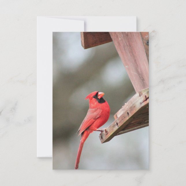 Kardinal in der Notecard der Feeder RSVP Karte (Vorderseite)