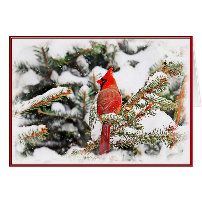 Kardinal in einem Kiefernbaum (Vorderseite (Horizontal))