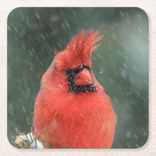 Kardinal in einem Kiefernbaum während eines Schnee Rechteckiger Pappuntersetzer