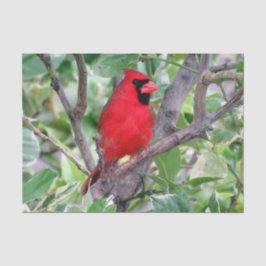 Kardinal in einem Zitronenbaum - Gewebepapier Seidenpapier