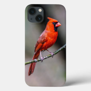 Kardinal iPhone 6/6s, starker Xtreme Case-Mate iPhone Hülle