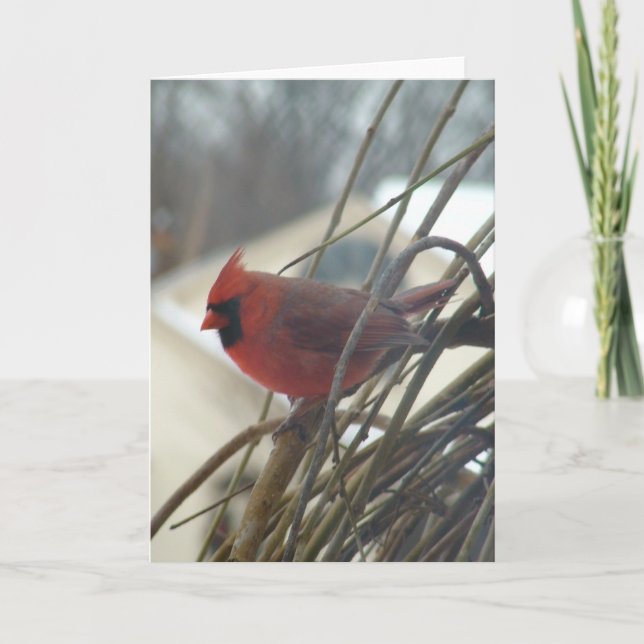 Kardinal Karte (Vorderseite)