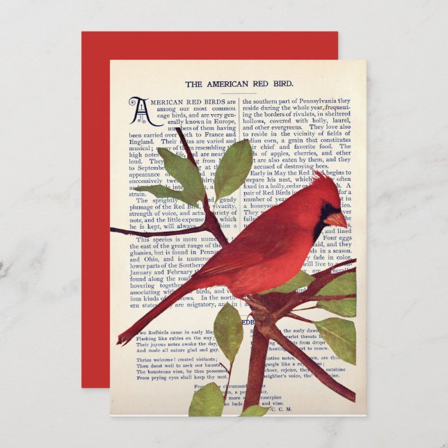 Kardinal Karte (Vorne/Hinten)