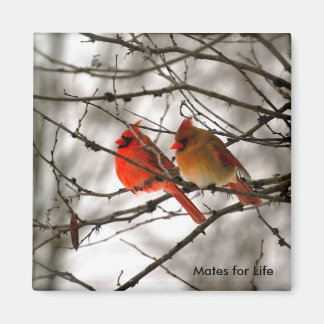 Kardinal Magnet
