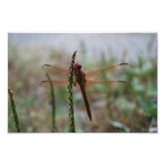 Kardinal Meadowhawawk Dragonfly drucken Fotodruck