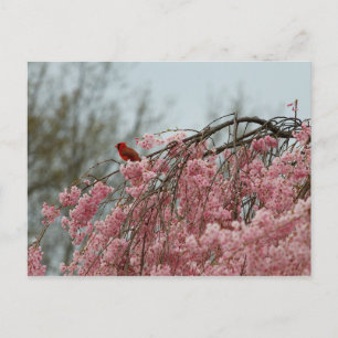 Kardinal oben auf einem weinenden Kirschbaum Postkarte