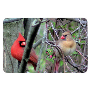 Kardinal Pair Flexble Magnet