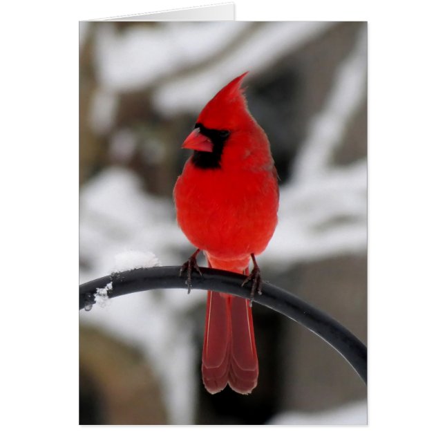 Kardinal Perching (Vorne)