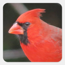 Kardinal Portrait - Bird Quadratischer Aufkleber
