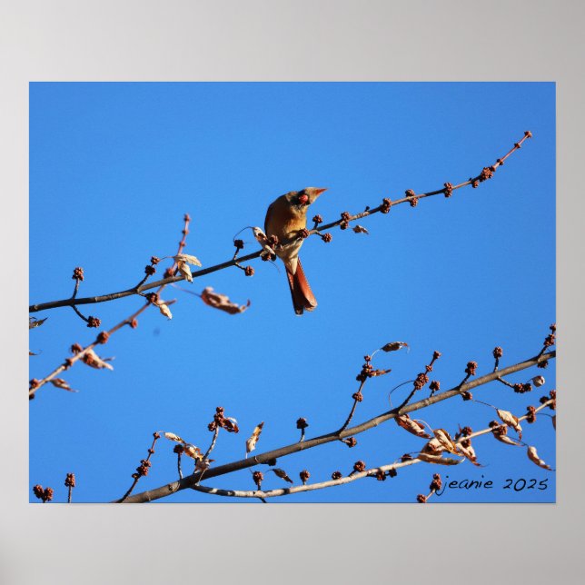 Kardinal Poster (Vorne)