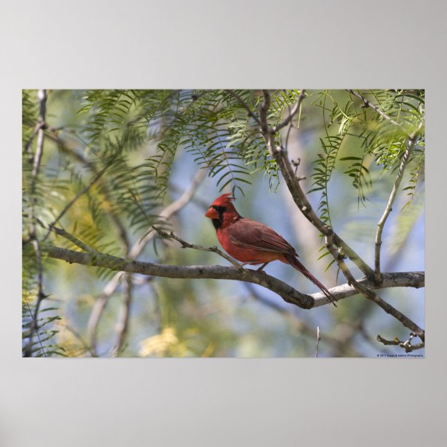 Kardinal Poster (Vorne)