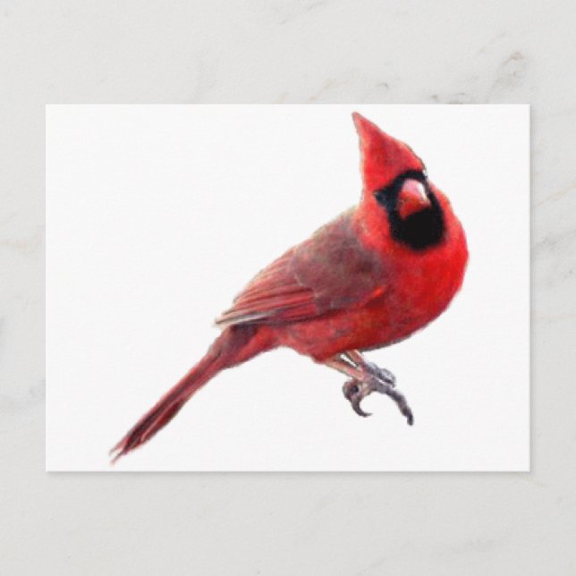 Kardinal Postkarte (Vorderseite)