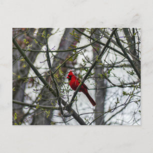 Kardinal Postkarte