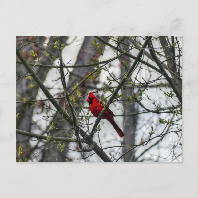 Kardinal Postkarte (Vorderseite)